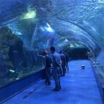 Akrila tunelo oceanaria projekto en publikaj akvarioj